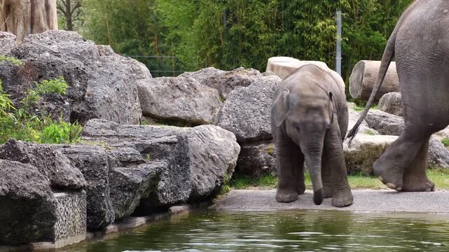 Little Asian or Asiatic elephant, Elephas maximus is the only living species of the genus Elephas and is distributed in Southeast Asia from India and Nepal in the west to Borneo in the east.
