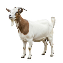 Obraz premium Goat with Festive Theme for Ramadan Eid Mubarak Celebrations