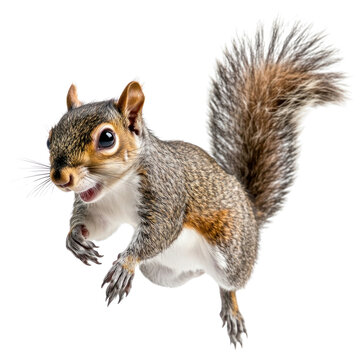PNG Squirrel jumping background animal white.