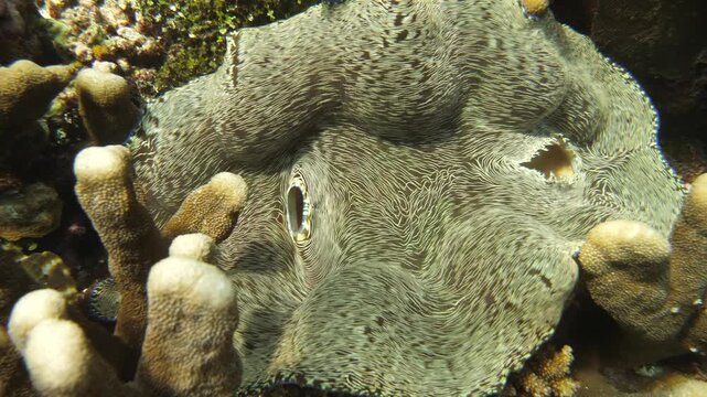 Large bivalve lies open and motionless on a wide coral bed in Pulau Keka, Banda Sea.