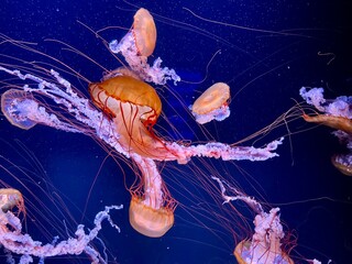 Balais de grande méduse orange sur fond bleu marine – faune marine spectaculaire et photographie...