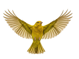 Yellow canary bird with wings spread wide isolated on a transparent background