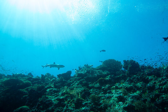 Sharks swim through coral reef under sunlight in clear ocean water during mid-afternoon