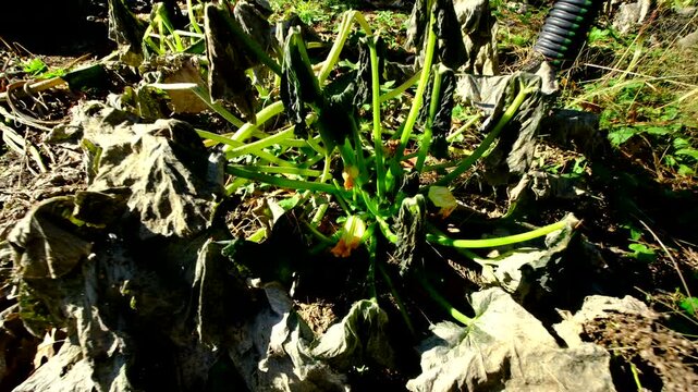 Withered zucchini plants after first frost and moving camera closer toward middle of plant showing last fruit flower
