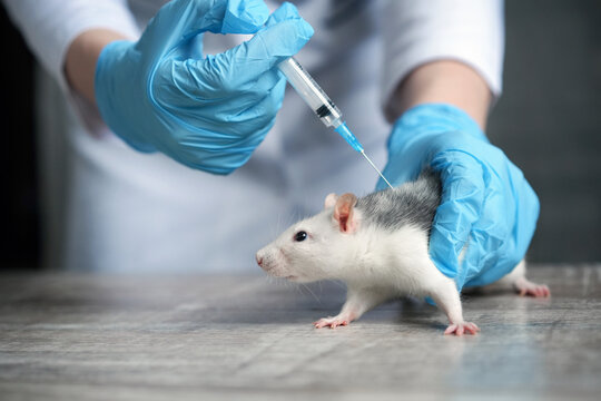 Hand in blue glove holding syringe above a small rat with gray and white fur on a wooden surface during a veterinary procedure or medical examination