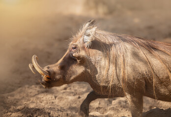 Common warthog walking through dust in its natural habitat, with large tusks prominently displayed. African wildlife and nature