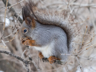 Fototapeta premium The squirrel with nut sits on tree in the winter or late autumn