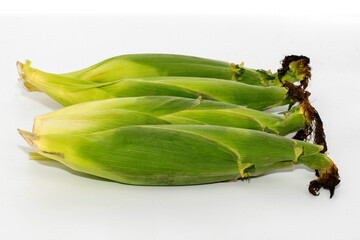 Fresh Corn on the Cob with Husks