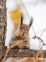 Fototapeta premium The squirrel with nut sits on tree in the winter or late autumn