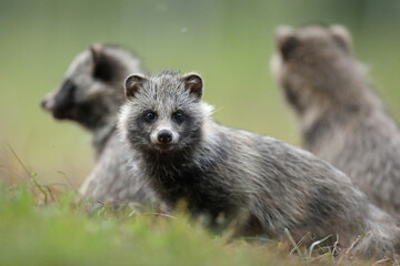 Fototapeta premium Jenot (Nyctereutes) raccoon dog