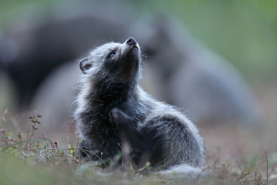 Jenot (Nyctereutes) raccoon dog