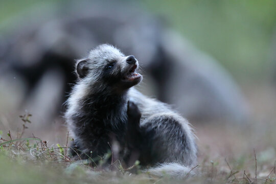 Jenot (Nyctereutes) raccoon dog