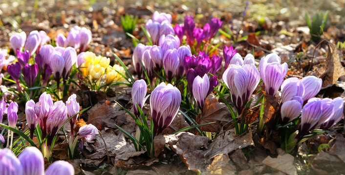 Spring floral nature background. beautiful colorful flowers of crocus growing in garden close up, sunny landscape. symbol of early spring season, awakening of nature concept.