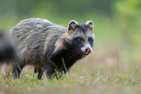 Jenot (Nyctereutes) raccoon dog