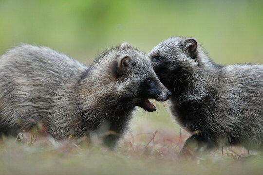 Jenot (Nyctereutes) raccoon dog