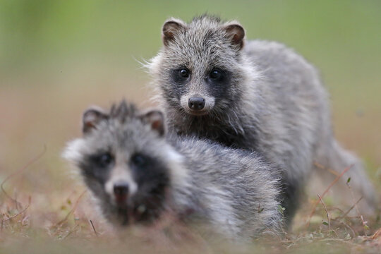 Jenot (Nyctereutes) raccoon dog
