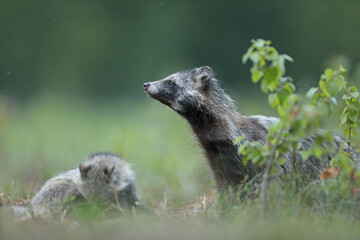 Fototapeta premium Jenot (Nyctereutes) raccoon dog