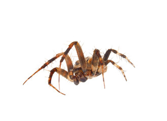 Common Neoscona orb-weaver spider isolated on white background, Neoscona subfusca