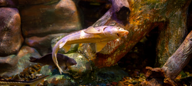 A sturgeon swims in the water. Sturgeons in their natural habitat.