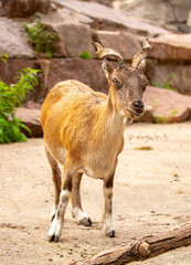 Fototapeta premium A wild ibex. A markhor (Capra falconeri), a wild goat native to Central Asia, the Karakoram, and the Himalayas, sits atop a cliff. Males have tightly curled, corkscrew-shaped horns up to 160 cm long.