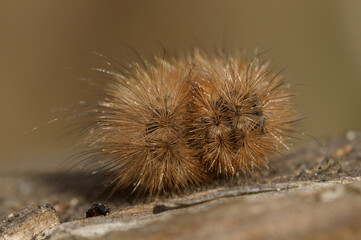 caterpillar of Ruby tiger moth, Phragmatobia fuliginosa, on a piece of wood, November