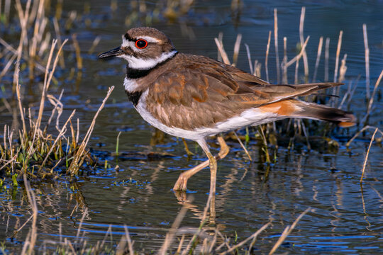 Killdeer at Bruneau Dunes State Park Idaho