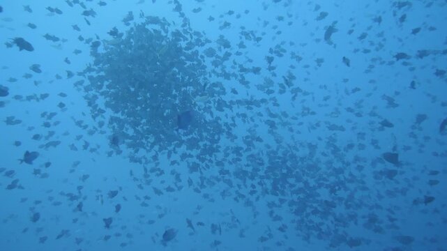 Tight school of redtooth triggerfish forming a swirling ball close to coral reef slope, Banda Sea.