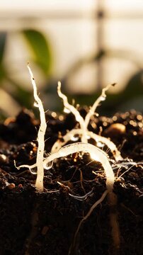 Watering Seedlings: Time-Lapse Of Plant Growth In A Greenhouse Environment