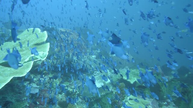 Group of redtooth triggerfish moving across coral slope in the Banda Sea, Indonesia.