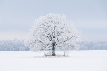 A large, frost-covered tree in the middle of the countryside in winter