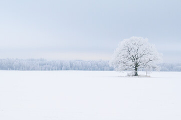 A large, frost-covered tree in the middle of the countryside in winter