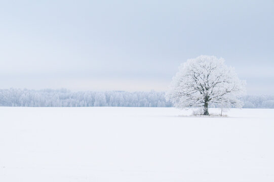 A large, frost-covered tree in the middle of the countryside in winter