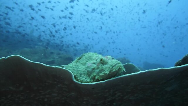 A camouflaged scorpionfish sits on coral while redtooth triggerfish pass above, Banda Sea.