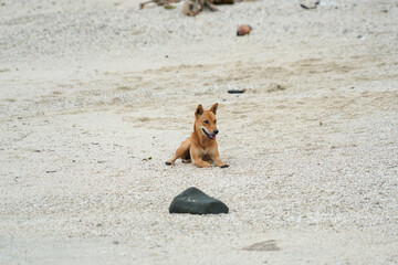 A lonely brown dog lying down on the white sand beach. Peaceful coastal scene with a domestic animal resting by the ocean.