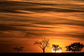 Silhouette of the sun with a row of cherry trees on the horizon during sunset