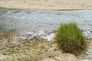 Close-up of a clear water stream flowing over a sandy and rocky beach with green grass tufts.