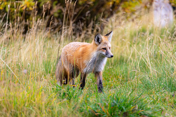 A Fox in Grand Teton National Park