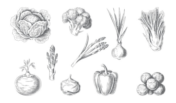 Botanical vegetable engraving artwork in classic ink style.
