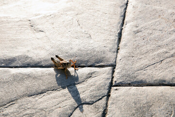 Close-up of a grasshopper casting a long shadow on textured stone paving slabs