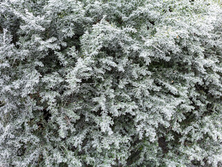 Boxwood in frost