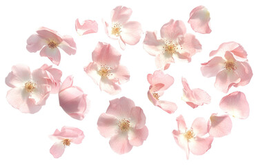 Obraz premium PNG Pink roses floating petals delicate flowers.