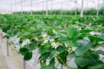 Rows of strawberry plants grow in an indoor farm with greenhouse-like structure. Plants planted white, elevated platforms. Green leaves and red strawberries hang down from these platforms