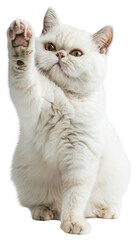 PNG Cat photography animal kitten.