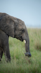Fototapeta premium elephant portrait eating grass