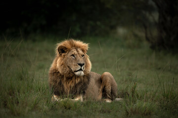 Lion seated in the Maasai Mara © p_chadha