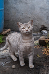 Obraz premium cat on the yard