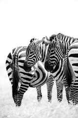 Fototapeta premium black and white portrait photo of zebras in symmetry