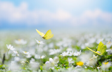 Obraz premium Real flower bloom and butterflies in spring meadow