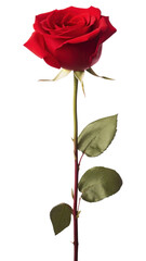 Obraz premium PNG Red rose flower photography romantic.