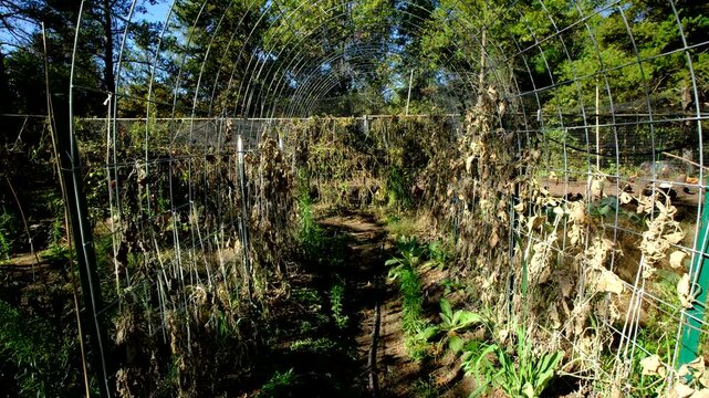 Remains of withered and dry out gherkin cucumber plants tangled to arch shaped trellis made from cattle panels. There is chickens enclosure adjacent to vegetable garden in the background